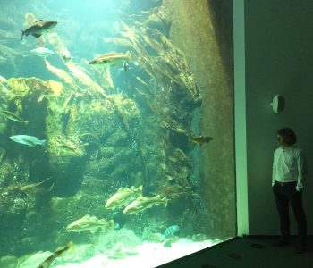 Ein Aquarium im Wattforum. Es sind Felsen, Korallen und einige Fischearten zussehen. Rechts steht ein Mann und bestaunt die Unterwasserwelt.